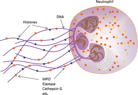 Presence of DNA extracellular traps but not MUC5AC and